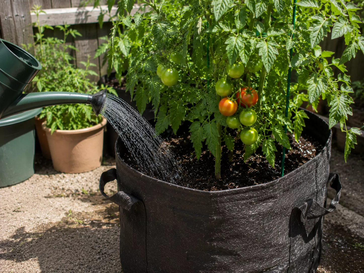 Watering a tomato plant at the base in a fabric grow bag.
