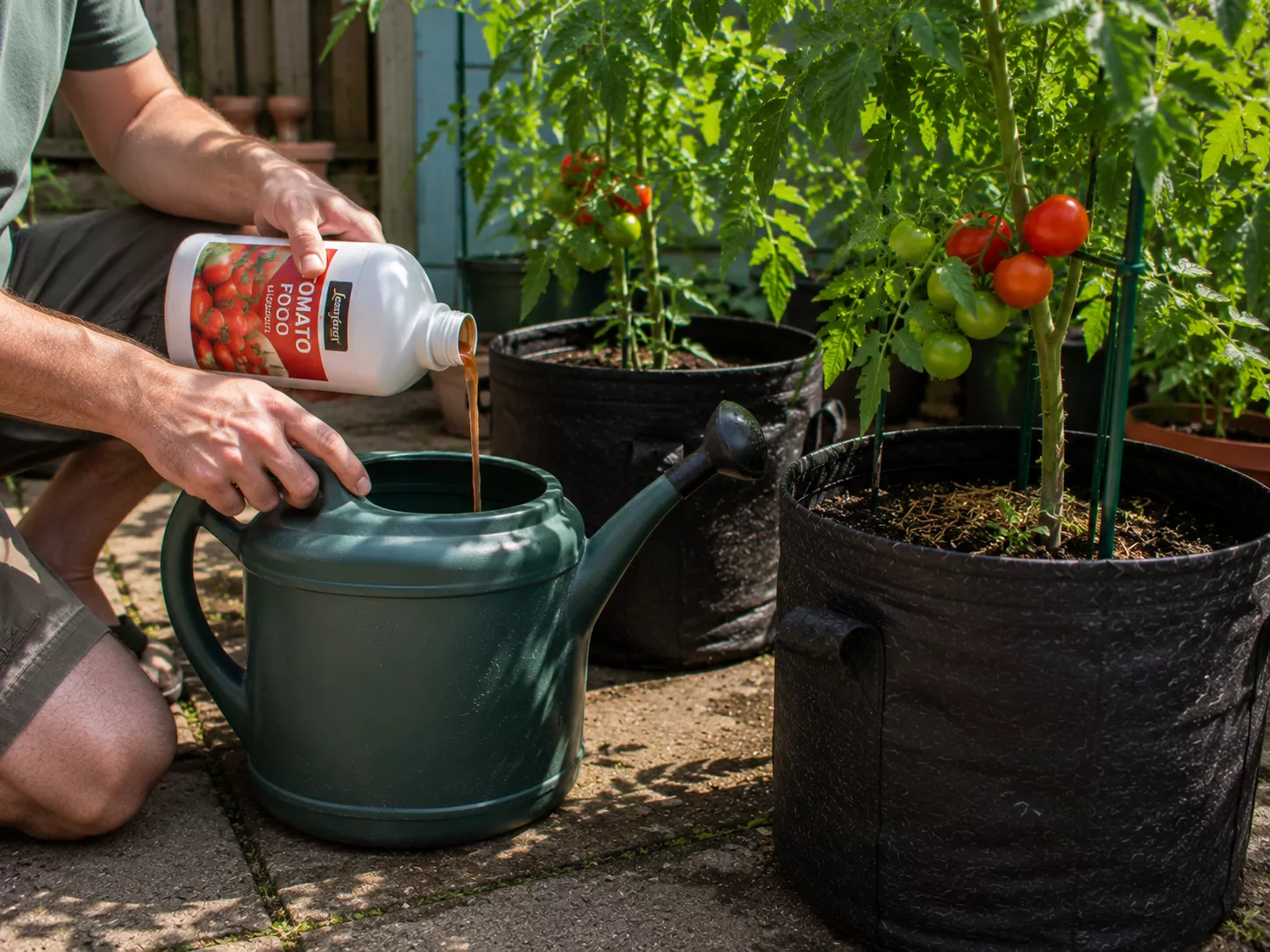 Tomato feed being added to a watering can for plants in grow bags.