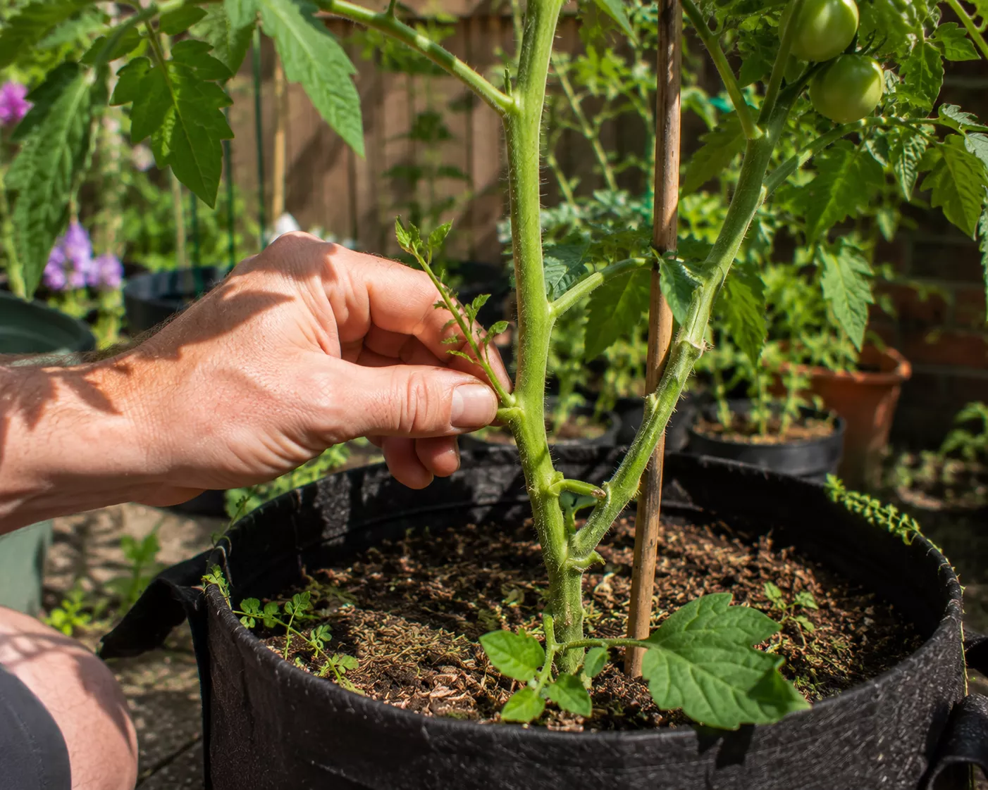 Gardener pinching out a tomato sucker from a plant in a grow bag.