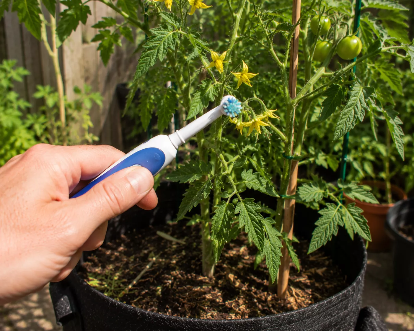 Electric toothbrush vibrating tomato flowers to help pollination.