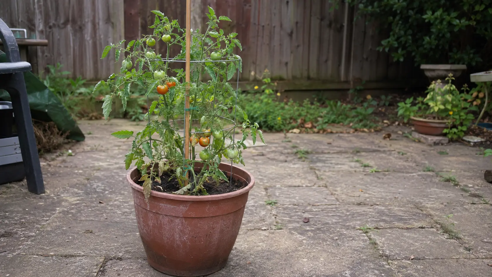 How Many Tomato Plants Per Pot? A Simple Guide