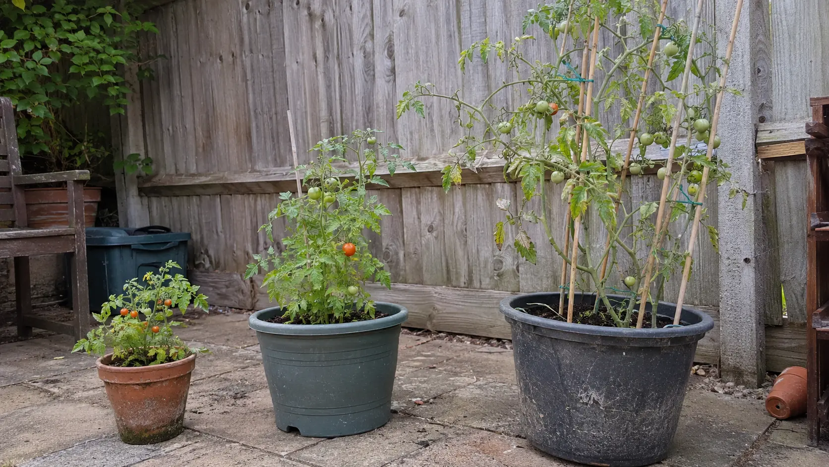 Micro, dwarf, and vining tomato plants growing in separate containers