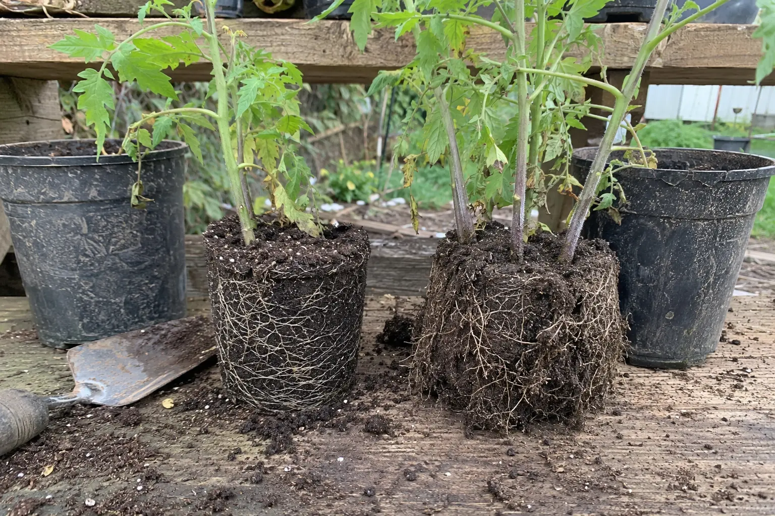 Tomato root systems showing why one plant needs the full pot
