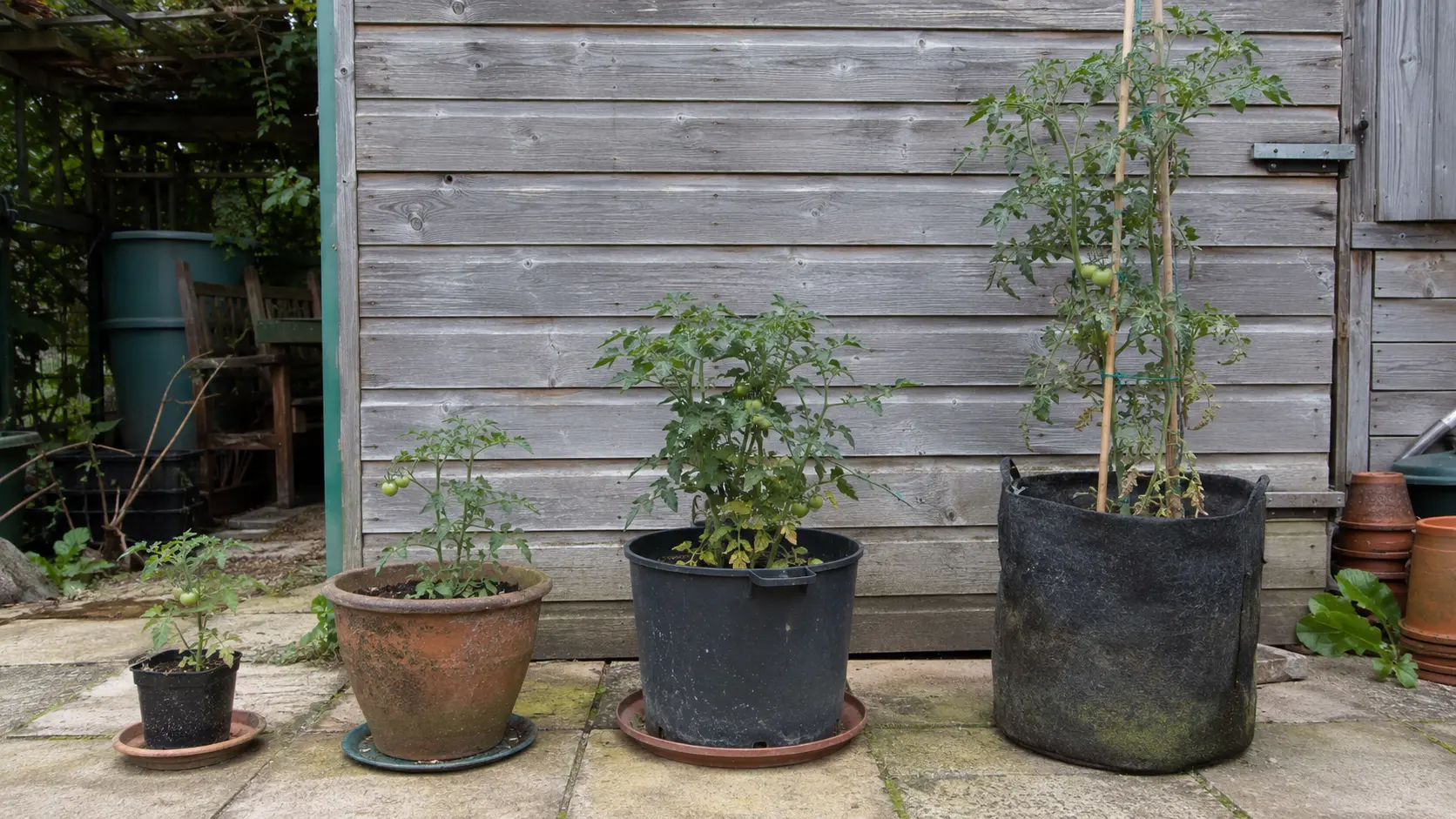 Container sizes for micro, dwarf, determinate, and indeterminate tomatoes