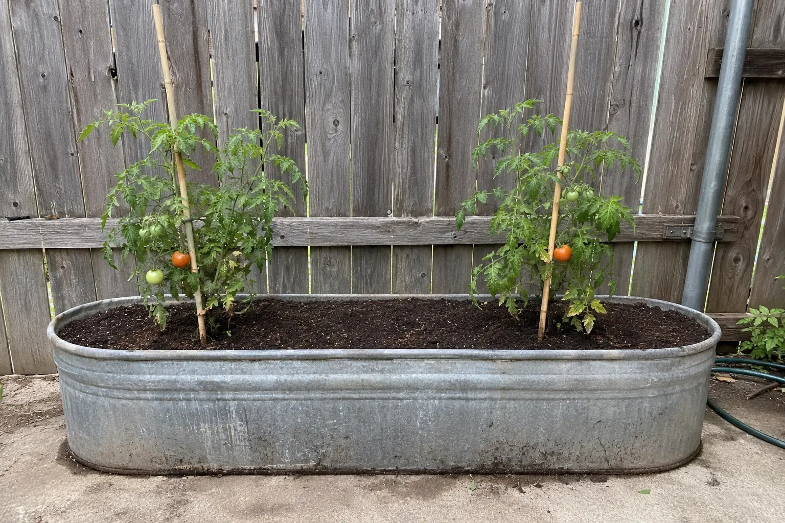 Two compact tomato plants properly spaced in an extra-large planter