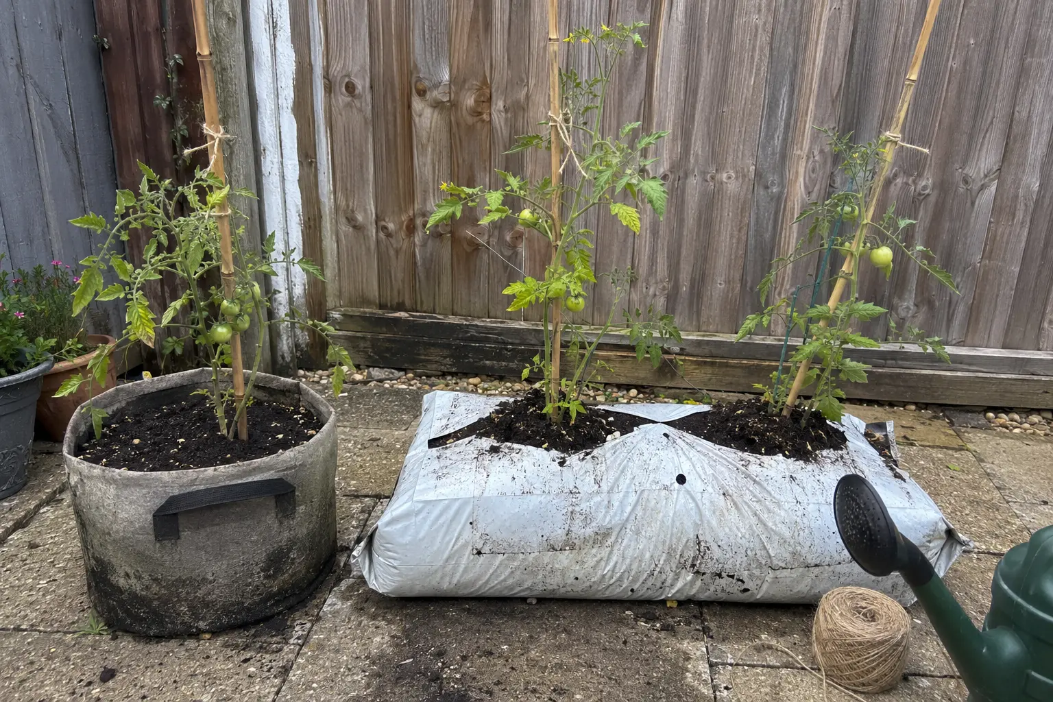 One tomato in a fabric grow bag and two in a traditional growing bag