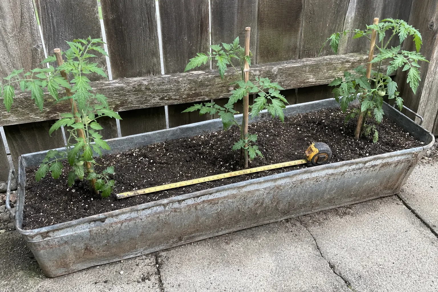 Compact tomato plants spaced apart in a deep growing trough