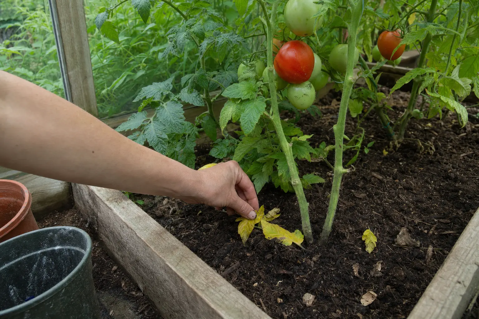 Yellowing lower tomato leaves removed to improve airflow in a greenhouse.