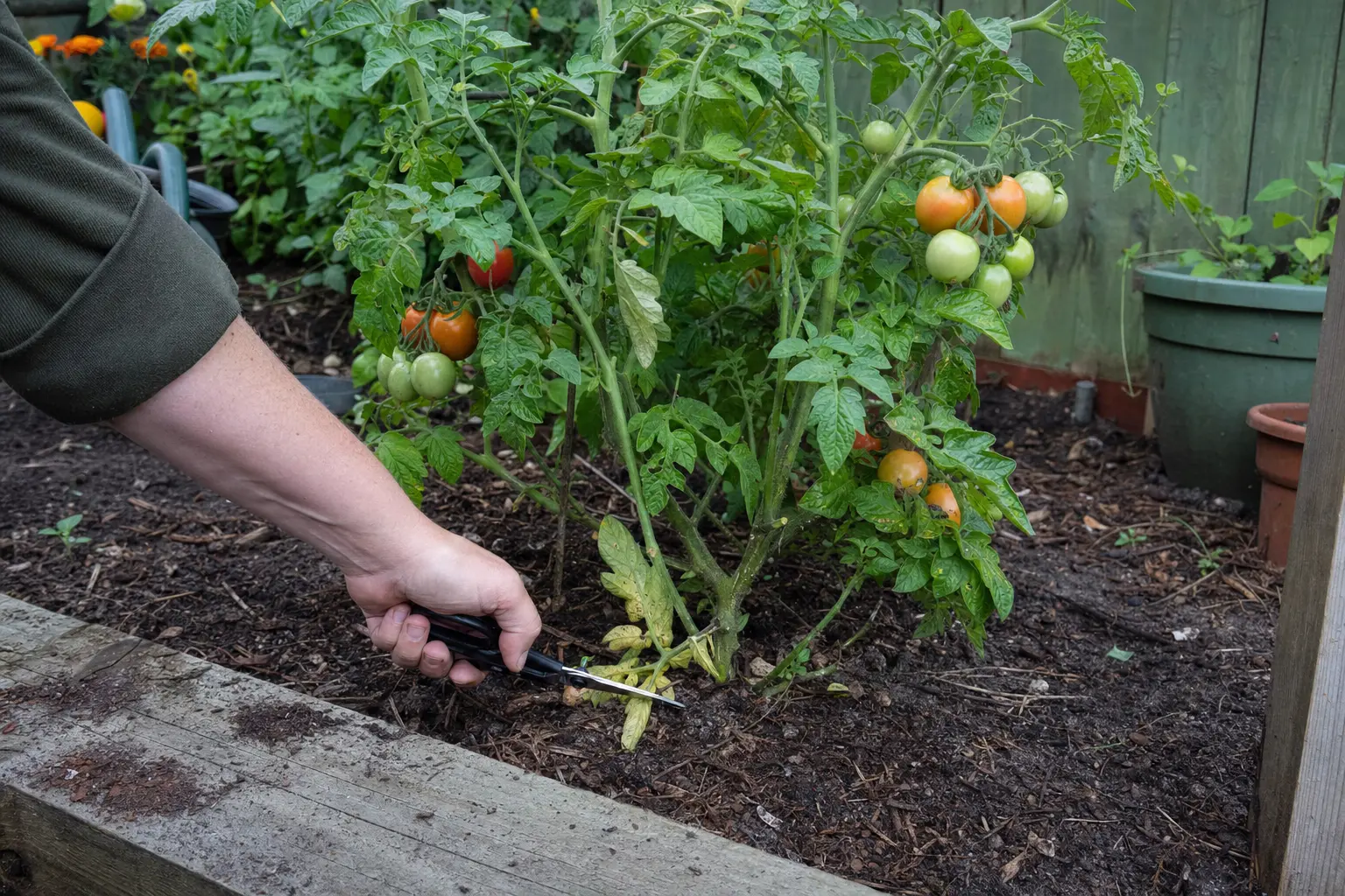 A bush tomato with multiple stems left intact while only low yellowing leaves are removed.