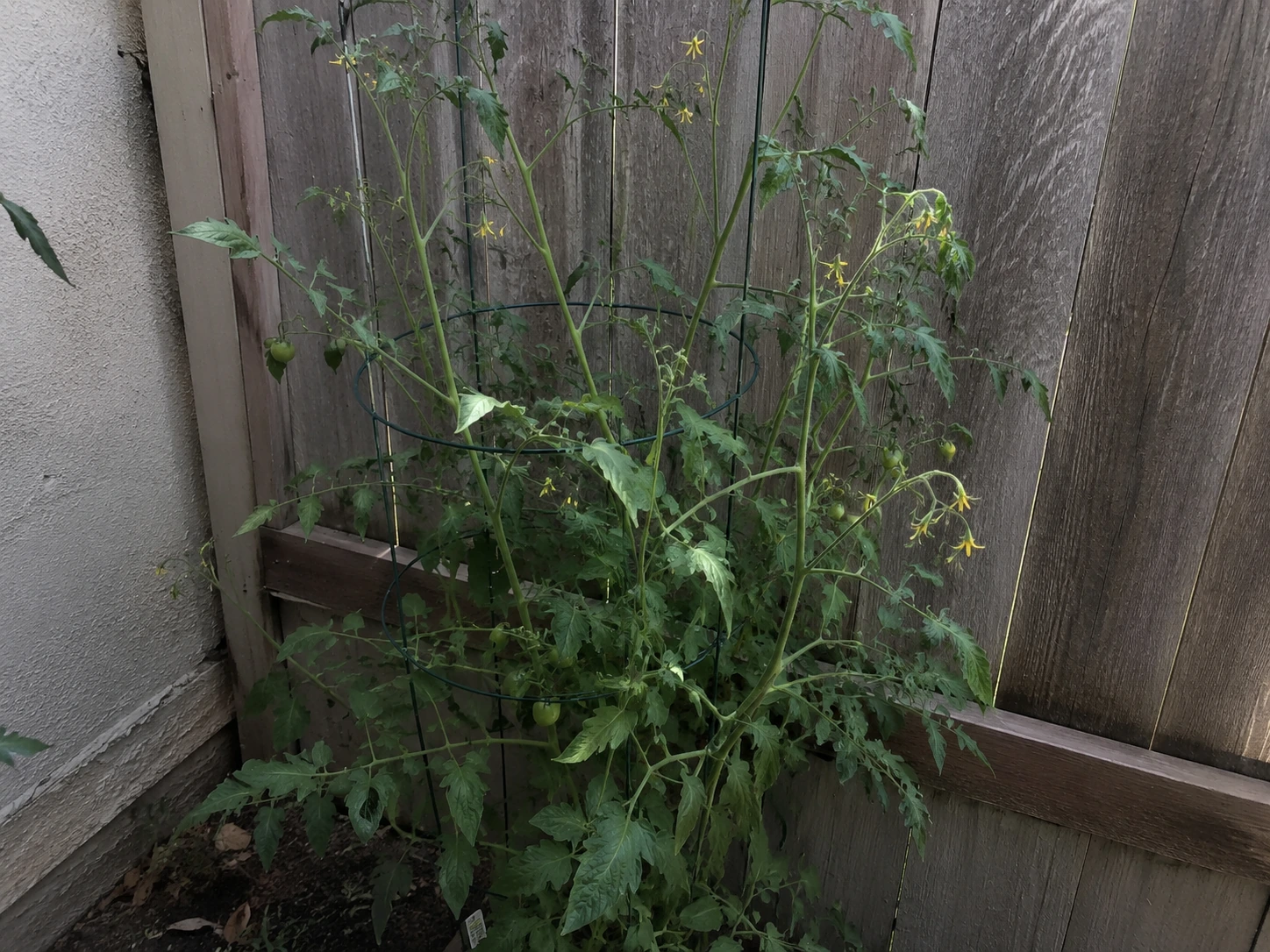 Tomato plant growing in a shaded corner beside a wall and fence with limited direct sunlight