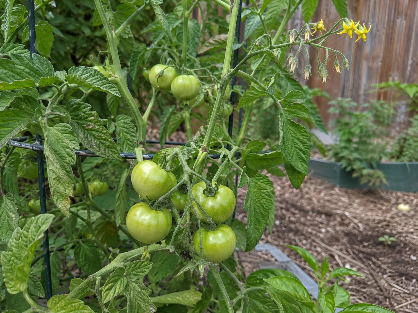 Tomato plant carrying several developing green fruits while a higher flower cluster continues blooming