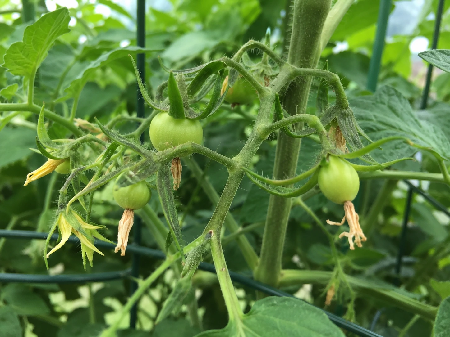 Small green tomatoes beginning to form after successful pollination with spent flower parts still attached