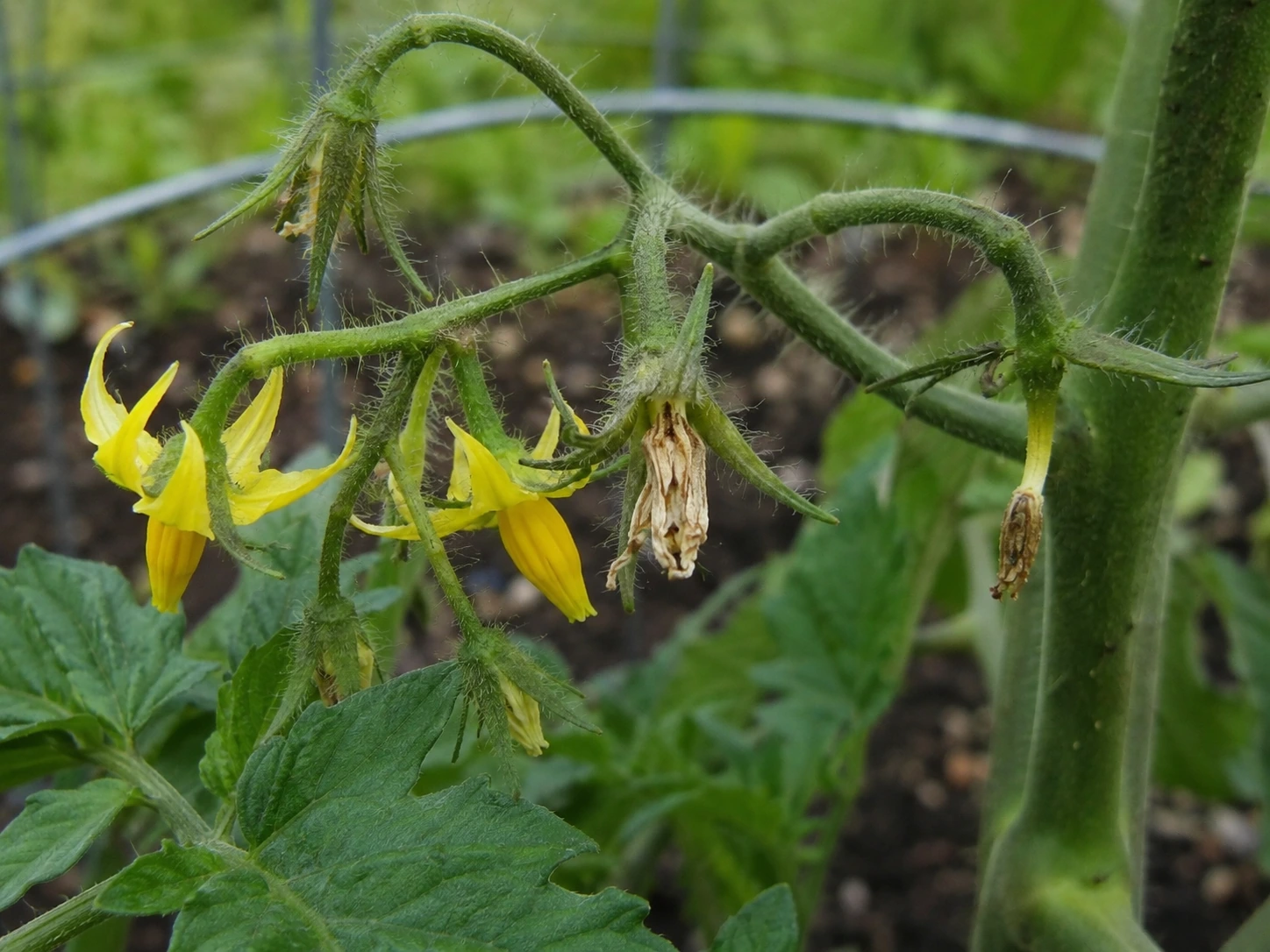 Tomato flower cluster showing fresh yellow flowers alongside dried blossoms affected by blossom drop