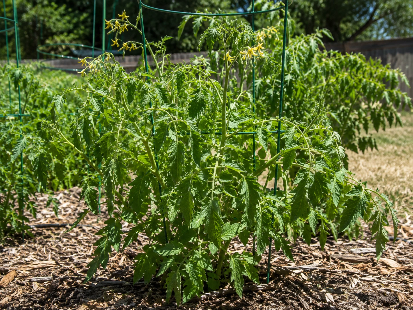 Tomato plant showing mild heat stress during hot sunny weather
