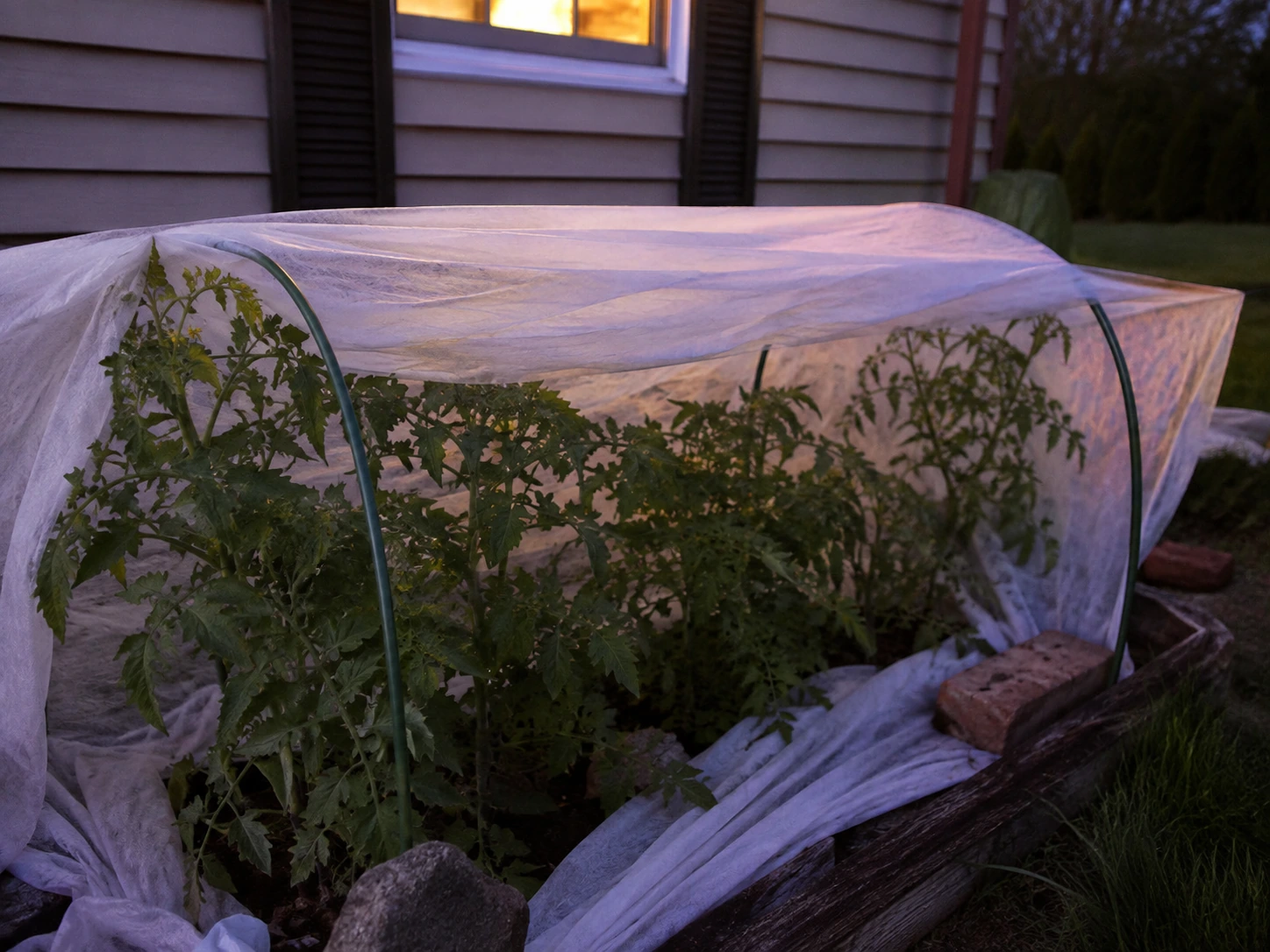 Tomato plants protected with horticultural fleece during a cold night