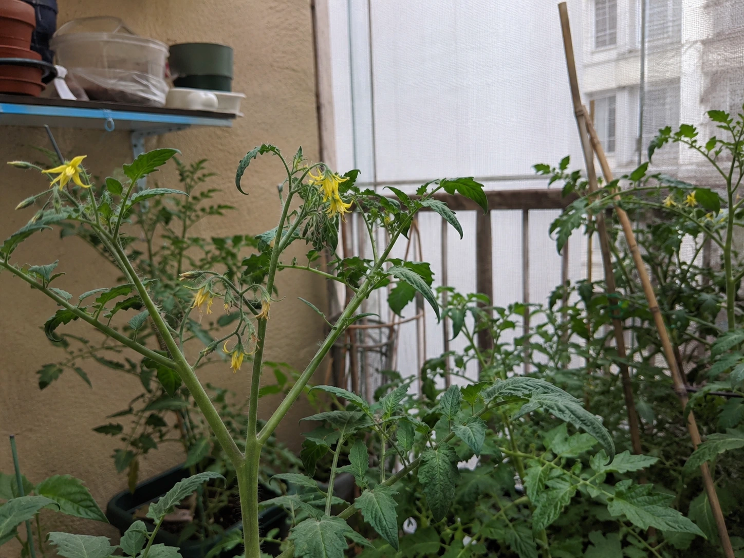 Flowering tomato plants growing in a sheltered balcony with limited airflow