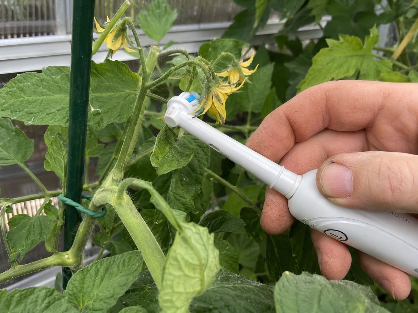 Gardener using an electric toothbrush to gently vibrate a tomato flower cluster for pollination