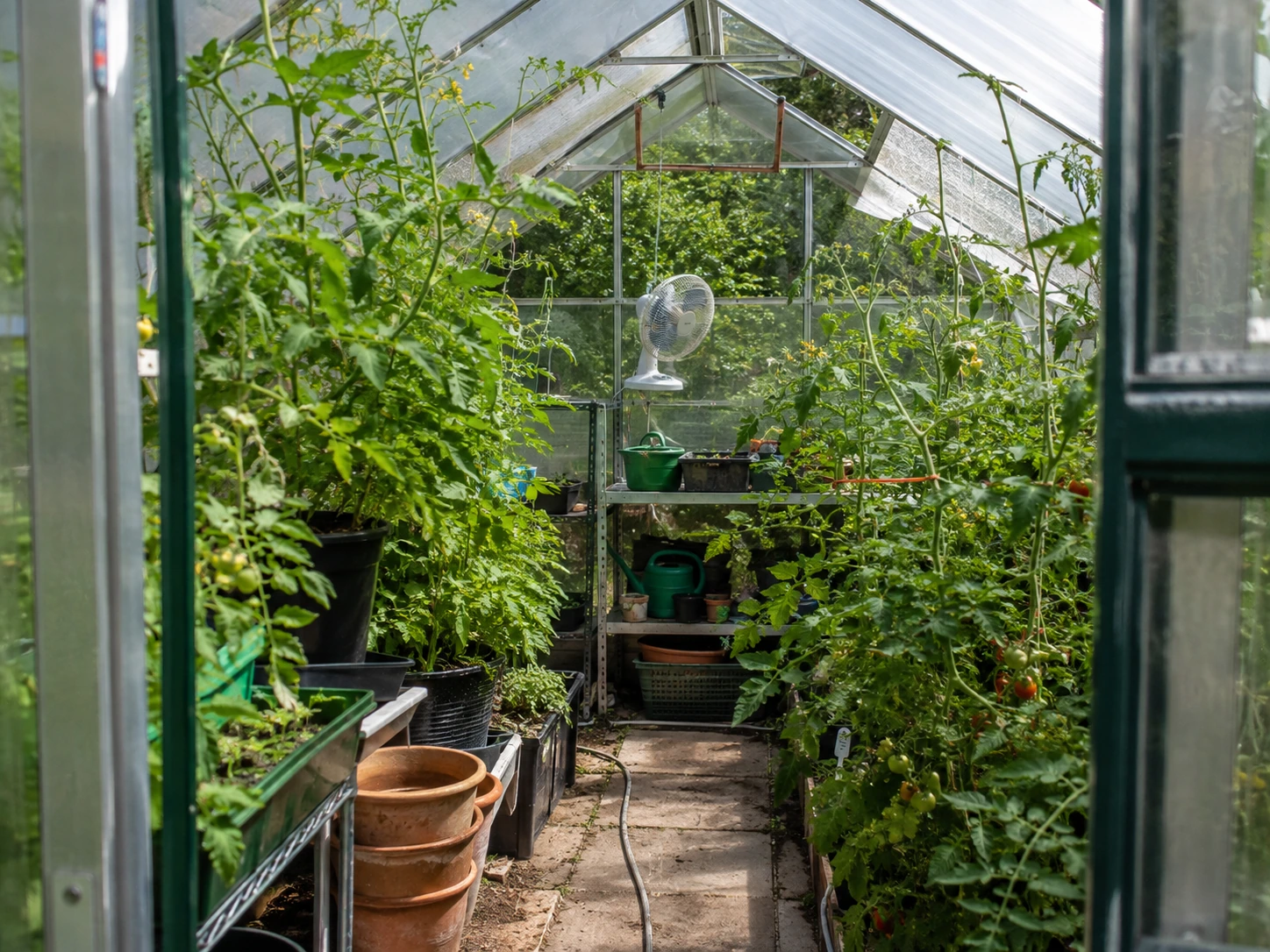 Tomato plants growing in a ventilated hobby greenhouse with a small fan for airflow
