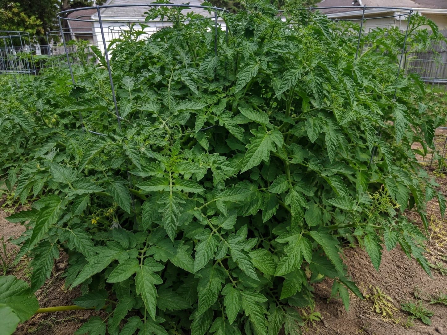 Very lush leafy tomato plant showing excessive vegetative growth and little fruit