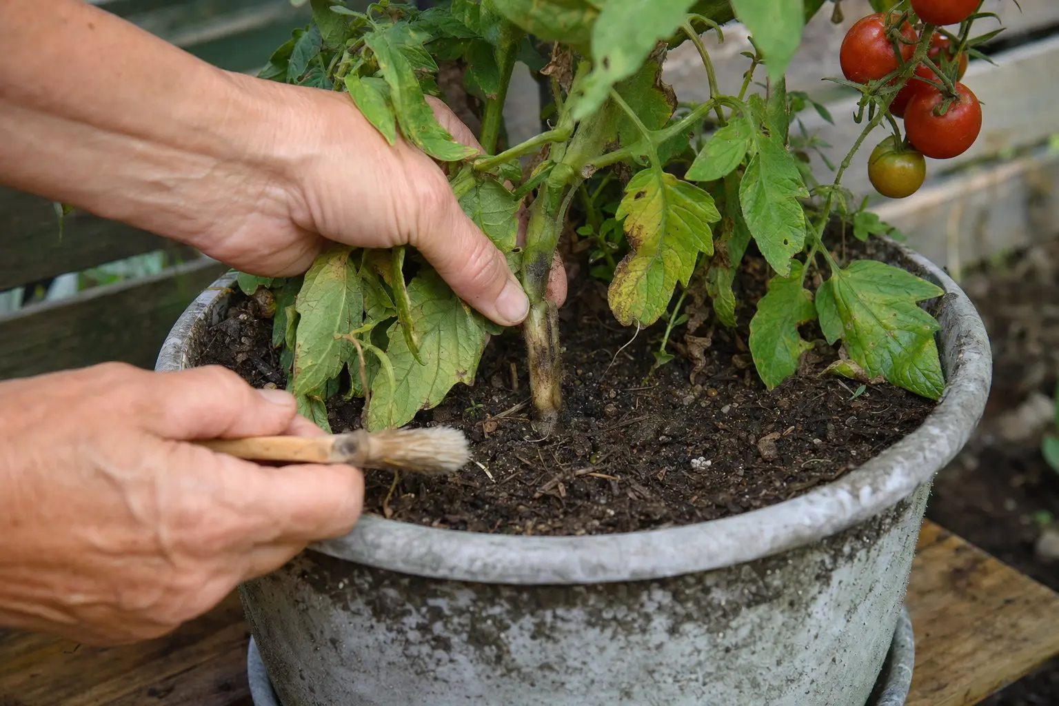 Close-up inspection of the lower tomato stem base for discoloration and cracks.