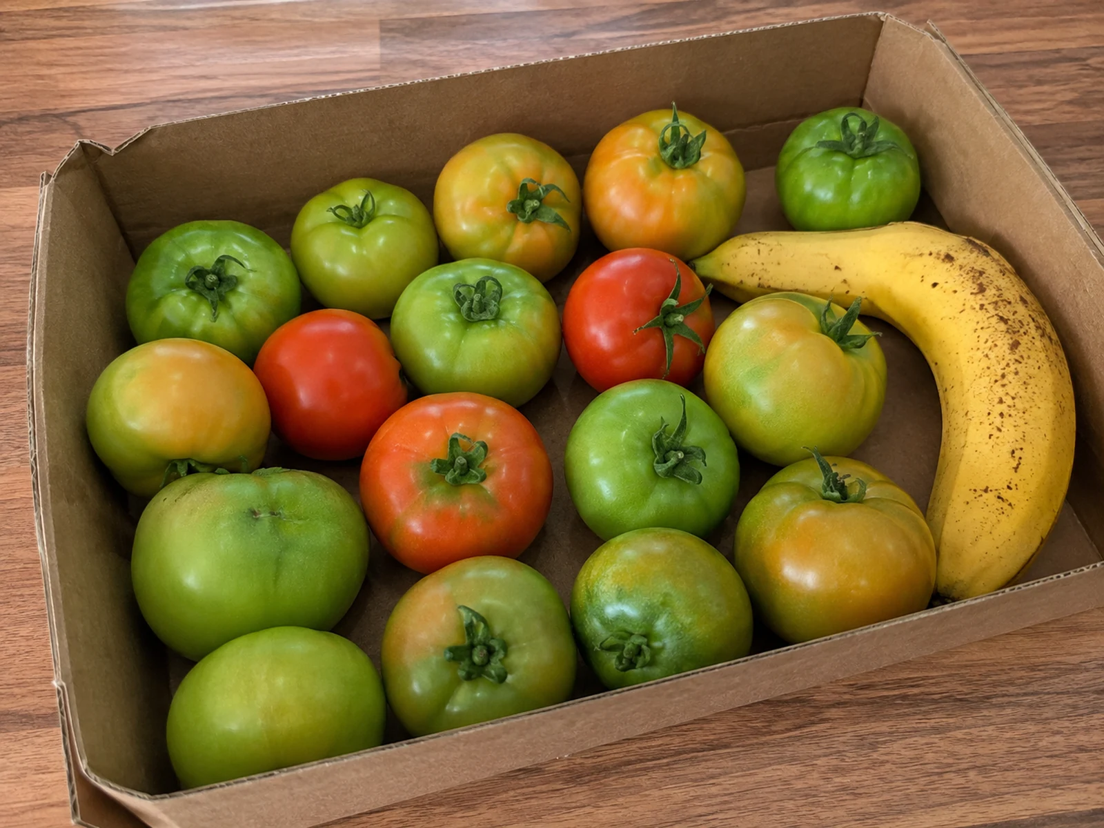 Green tomatoes ripening indoors in a cardboard box with a ripe banana