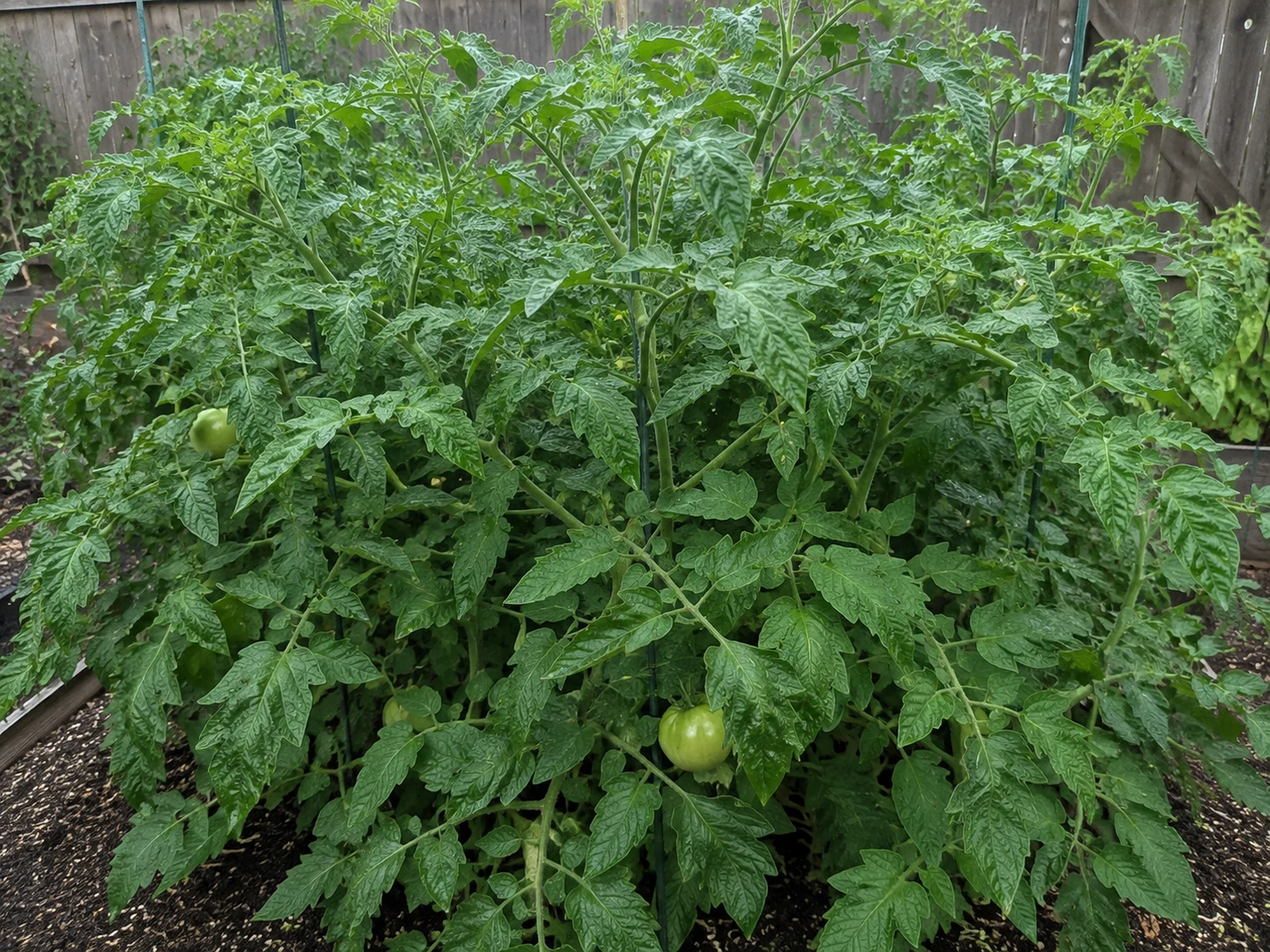 Very leafy tomato plant with few fruits after excessive nitrogen feeding