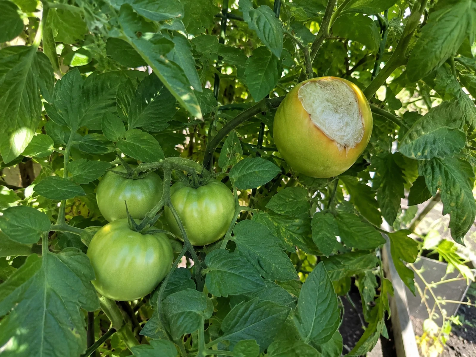 Healthy tomato leaves shading ripening fruit from intense sunlight