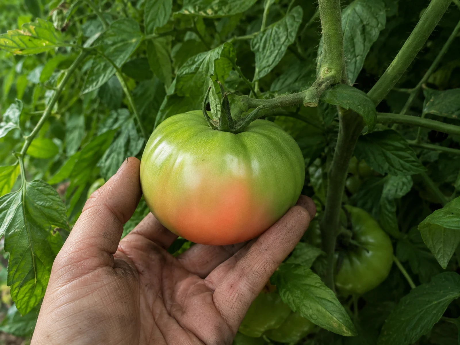 Tomato at the breaker stage showing its first blush of colour