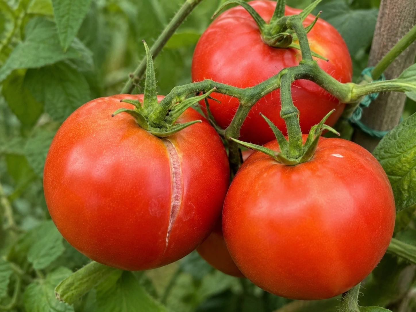 Why Are My Tomatoes Splitting? Causes, Fixes and How to Prevent It