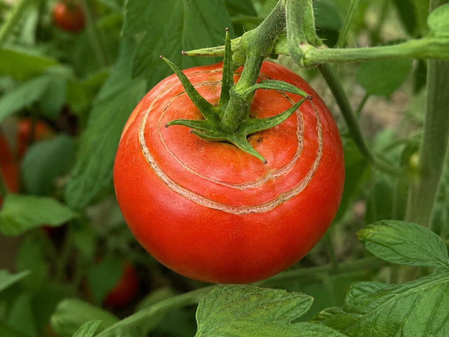 Concentric cracks forming rings around the shoulder of a tomato
