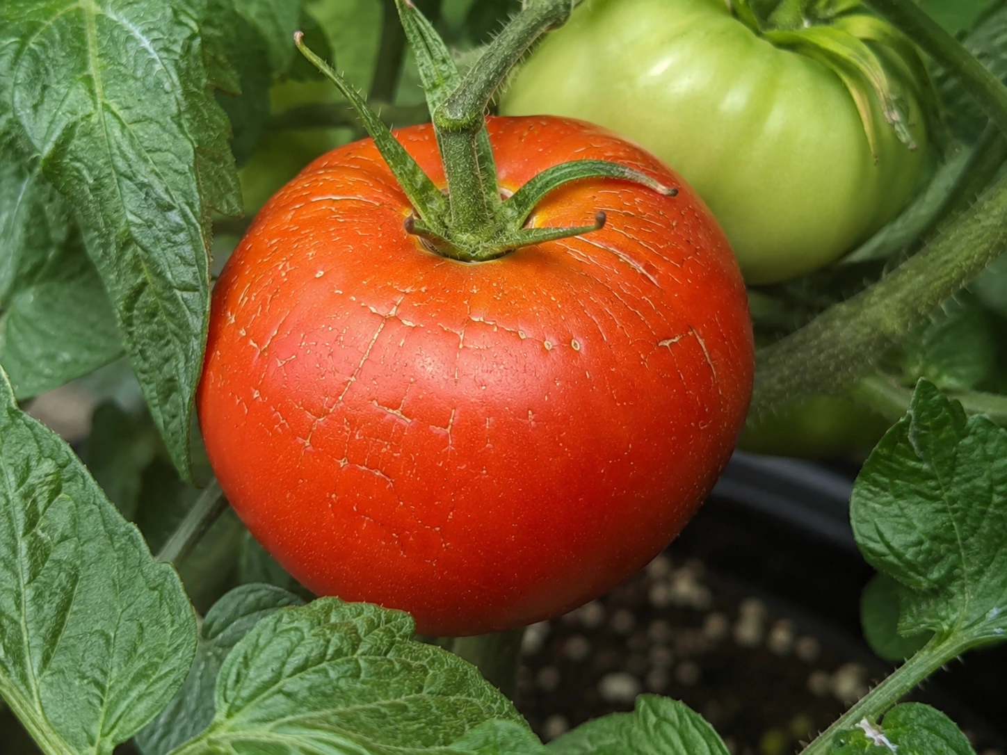 Fine surface cracks known as rain checking on a ripe tomato