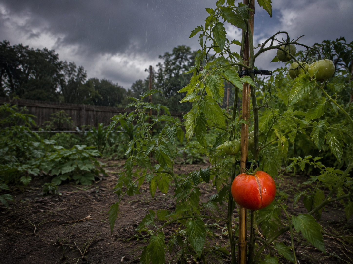 Tomato plant in dry soil exposed to sudden heavy rain